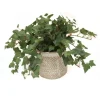 Mini Ivy in Wheatfield Pot (Set of 2)