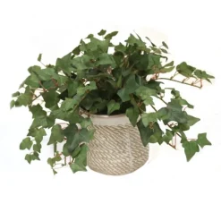 Mini Ivy in Wheatfield Pot (Set of 2)