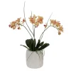 Mini Orchid with Foliage in Ribbed White Vase
