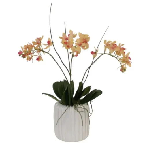 Mini Orchid with Foliage in Ribbed White Vase