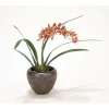Mini Rust/Gold Cymbidium Orchid Plant in Bronze Planter