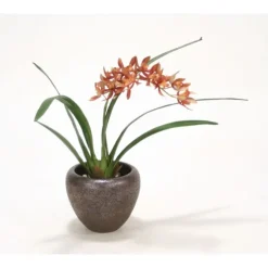 Mini Rust/Gold Cymbidium Orchid Plant in Bronze Planter
