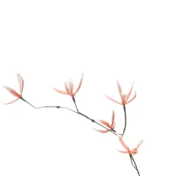 Mini Spider Orchid x 5