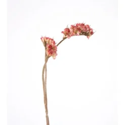 Mini Statice Mauve Bundle of 12 Stems (Sold in Multiples of 3)