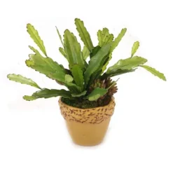 Mixed Cactus and Succulents Garden in Mustard Planter