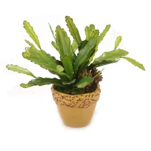 Mixed Cactus and Succulents Garden in Mustard Planter