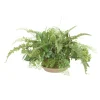 Mixed Greenery in Tan Saucer