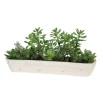 Mixed Succulent Garden in White Wooden Trough
