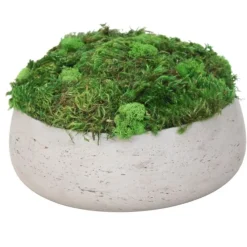 Moss Planting in Grey Fiberstone Bowl