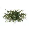 Mountain Ivy Greenery in Saucer (PK 2)