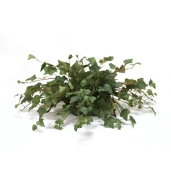 Mountain Ivy Greenery in Saucer (PK 2)