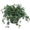 Mt Ivy in Brown Clay Pot
