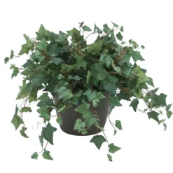 Mt Ivy in Brown Clay Pot