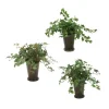 Mt Ivy in Mint Julep Vases Set of 3