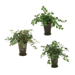 Mt Ivy in Mint Julep Vases Set of 3