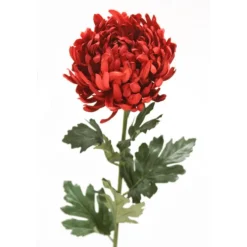 Mum Giant Tom Pierce (Set of 6 Stems)