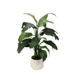 4' Musa Coccinea (Red Banana) in White Gabi Vase
