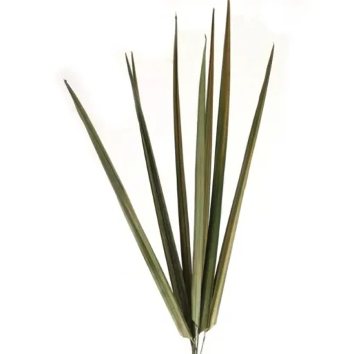 Natural Blade Bdls/Basil
