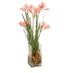 Nerine Lilies with Bulbs in Glass Vase