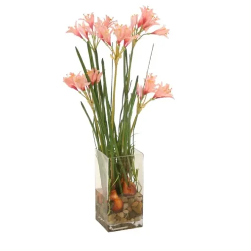 Nerine Lilies with Bulbs in Glass Vase