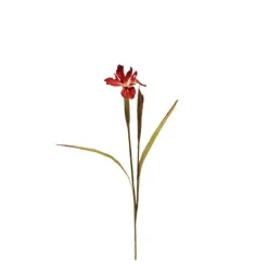 New Dutch Iris - Burgund