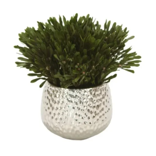 Oasis Green Platys Foliage in Silver Super Nova Planter