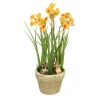 Orange-Yellow Narcissus in Rustic Planter