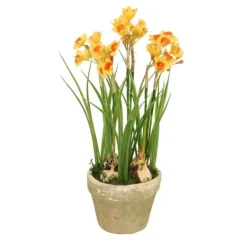 Orange-Yellow Narcissus in Rustic Planter