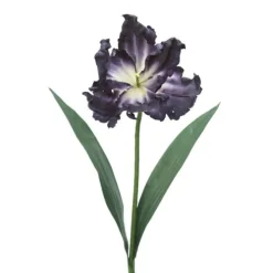 Parrot Tulip in Navy Blue (Sold in Multiples of 12)