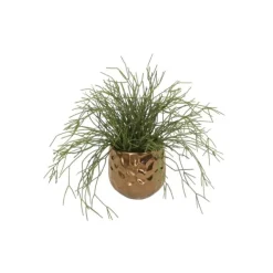 Pencil Cactus Plant Succulent in Gold Planter