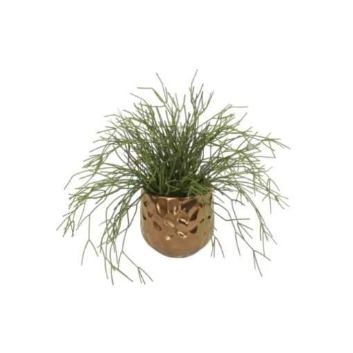 Pencil Cactus Plant Succulent in Gold Planter