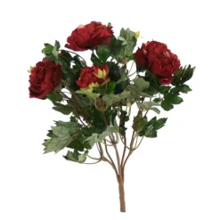 Peony Bush x 6
