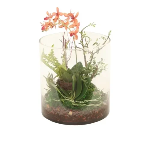 Phalaenopsis Orchid Garden in Round Glass Cylinder