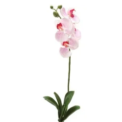 26" Phalaenopsis Orchid Plant