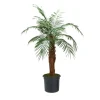 6' Phoenix Palm Tree in Liner