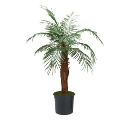 6' Phoenix Palm Tree in Liner