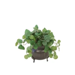 Pilea Greenery in Tri Footed Pot  (Packed  2)