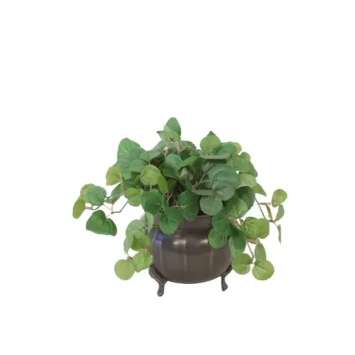 Pilea Greenery in Tri Footed Pot  (Packed  2)