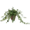Pittsburgh Ivy in 6