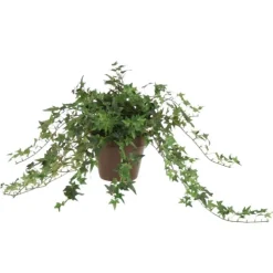 Pittsburgh Ivy in 6
