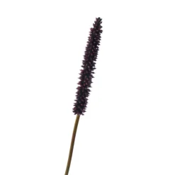 33" Plastic Cierus Stalk in Burgundy Brown   (Set of 6)