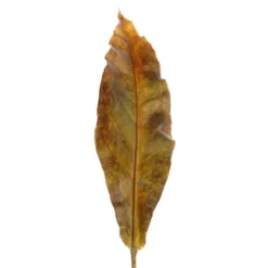 25.5" Plastic Tacca Orchid Leaf in Yellow Green (Set of 12)