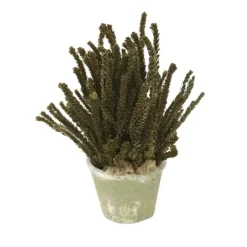 Preserved Buxifolia Green