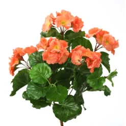 Primrose Bush Dark Salmon