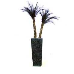 Robellini Palm x2 in Tall Natural Coconut Mosaic on Fiberglass Container