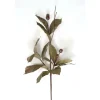 Rubber Plant with Nut Verdi Green and Gold (Sold in Multiples of 6)