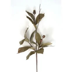 Rubber Plant with Nut Verdi Green and Gold (Sold in Multiples of 6)