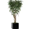 7' Ruscus Tree in Block Planter