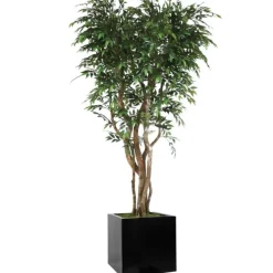7' Ruscus Tree in Block Planter