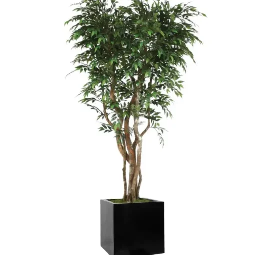7' Ruscus Tree in Block Planter